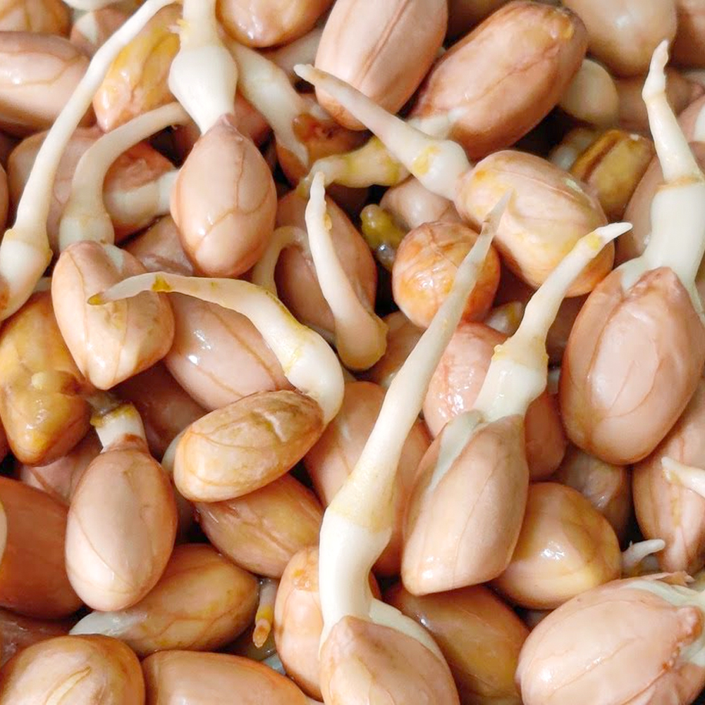 Ground nut sprouts- 100g 